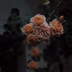 欧美中文字幕淫乱视频
